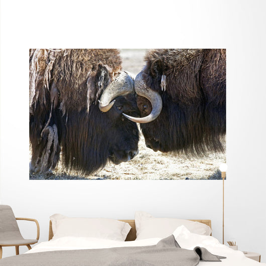 Close Up Of Two Bull Musk Oxen Standing Face To Face Wall Mural