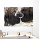 Close Up Of Two Bull Musk Oxen Standing Face To Face Wall Mural