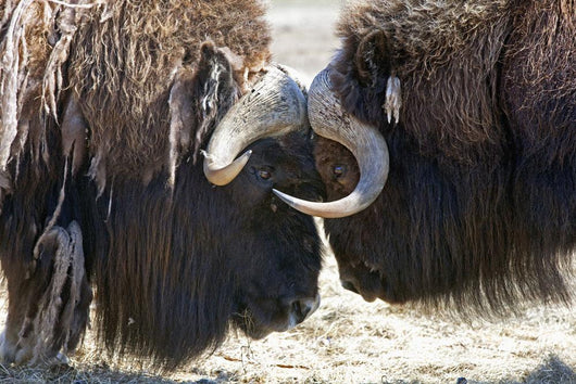 Close Up Of Two Bull Musk Oxen Standing Face To Face Wall Mural