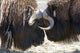 Close Up Of Two Bull Musk Oxen Standing Face To Face Wall Mural