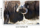 Close Up Of Two Bull Musk Oxen Standing Face To Face Wall Mural