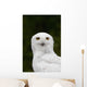 Portrait Of A Male Snowy Owl At Bird Tlc Wall Mural