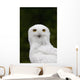Portrait Of A Male Snowy Owl At Bird Tlc Wall Mural