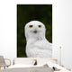 Portrait Of A Male Snowy Owl At Bird Tlc Wall Mural