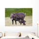 A Day Old Reindeer Calf Is Nuzzled By Its Mother In A Grassy Field Wall Mural