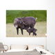 A Day Old Reindeer Calf Is Nuzzled By Its Mother In A Grassy Field Wall Mural