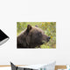 Profile Of An Adult Brown Bear Sow Wall Mural