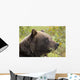 Profile Of An Adult Brown Bear Sow Wall Mural