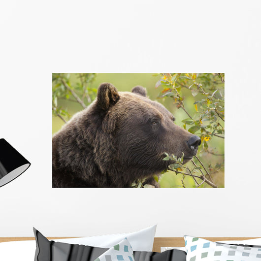 Profile Of An Adult Brown Bear Sow Wall Mural