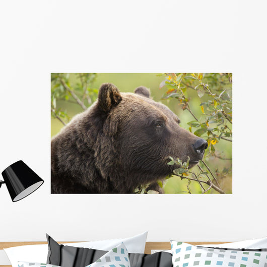 Profile Of An Adult Brown Bear Sow Wall Mural