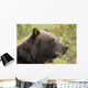 Profile Of An Adult Brown Bear Sow Wall Mural