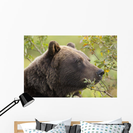 Profile Of An Adult Brown Bear Sow Wall Mural