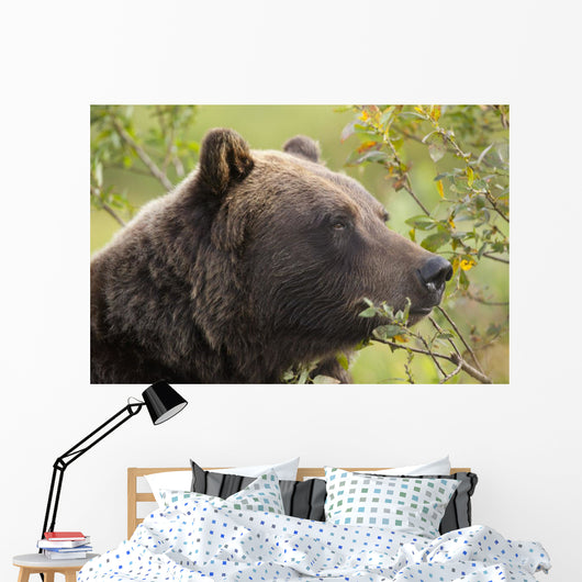 Profile Of An Adult Brown Bear Sow Wall Mural
