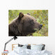 Profile Of An Adult Brown Bear Sow Wall Mural