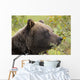 Profile Of An Adult Brown Bear Sow Wall Mural