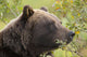 Profile Of An Adult Brown Bear Sow Wall Mural