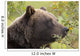 Profile Of An Adult Brown Bear Sow Wall Mural