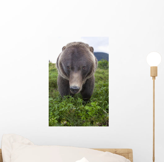 Up Wide-angle Brown Bear Wall Mural