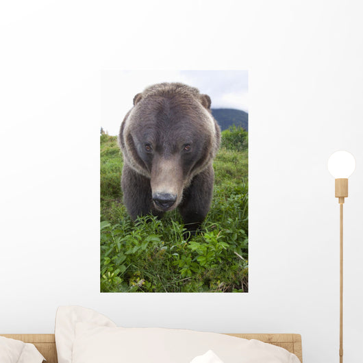 Up Wide-angle Brown Bear Wall Mural