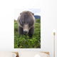 Up Wide-angle Brown Bear Wall Mural