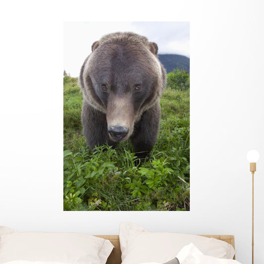 Up Wide-angle Brown Bear Wall Mural