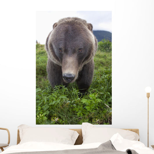 Up Wide-angle Brown Bear Wall Mural