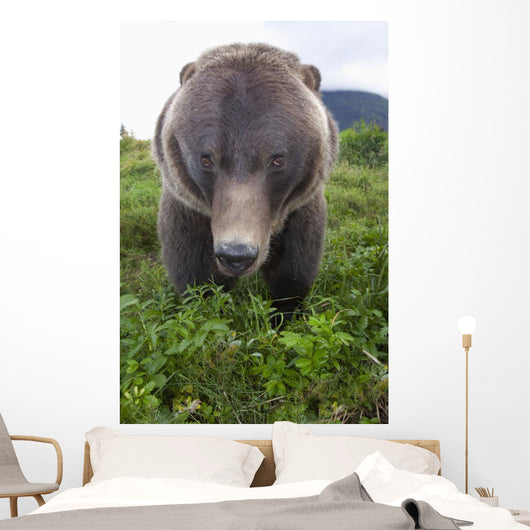 Up Wide-angle Brown Bear Wall Mural