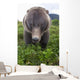 Up Wide-angle Brown Bear Wall Mural