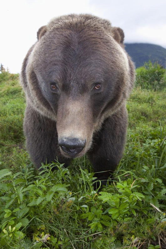 Up Wide-angle Brown Bear Wall Mural
