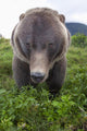 Up Wide-angle Brown Bear Wall Mural