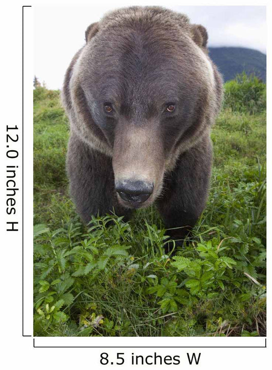 Up Wide-angle Brown Bear Wall Mural