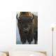 Up Wide-angle Brown Bear Wall Decal
