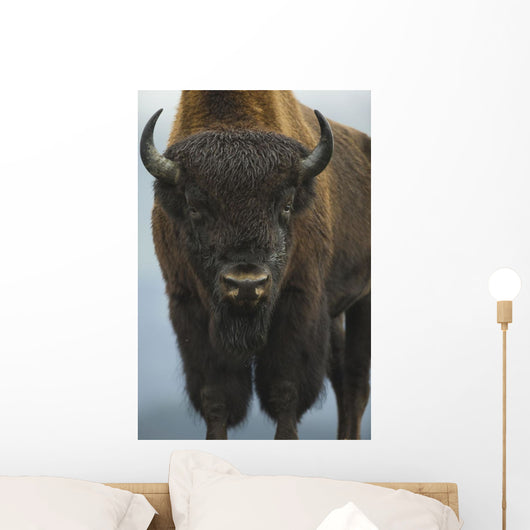 Up Wide-angle Brown Bear Wall Decal