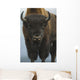Up Wide-angle Brown Bear Wall Decal