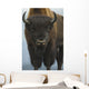 Up Wide-angle Brown Bear Wall Decal