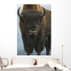 Up Wide-angle Brown Bear Wall Decal