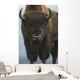 Up Wide-angle Brown Bear Wall Decal