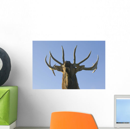Close Up View Of A Rocky Mountain Bull Elk Bugling Wall Mural