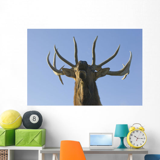 Close Up View Of A Rocky Mountain Bull Elk Bugling Wall Mural
