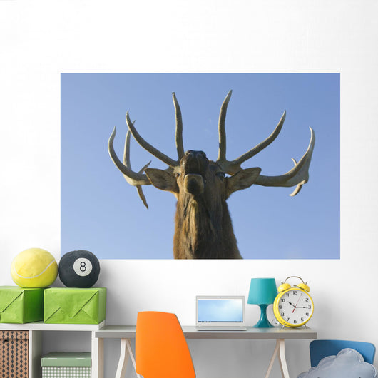 Close Up View Of A Rocky Mountain Bull Elk Bugling Wall Mural