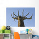 Close Up View Of A Rocky Mountain Bull Elk Bugling Wall Mural