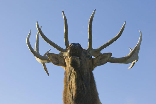 Close Up View Of A Rocky Mountain Bull Elk Bugling Wall Mural
