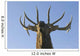 Close Up View Of A Rocky Mountain Bull Elk Bugling Wall Mural