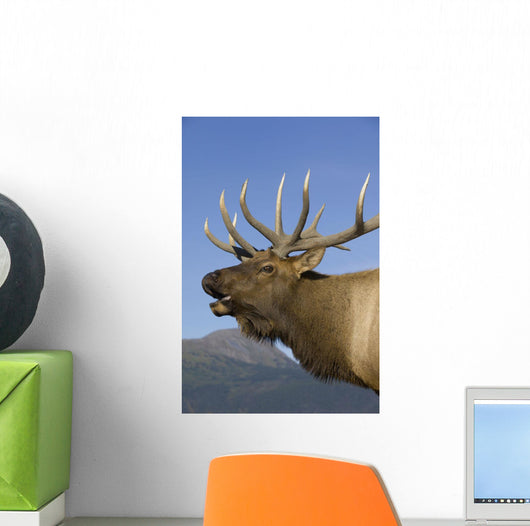 Close Up View Of A Rocky Mountain Bull Elk Bugling Wall Mural