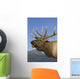 Close Up View Of A Rocky Mountain Bull Elk Bugling Wall Mural