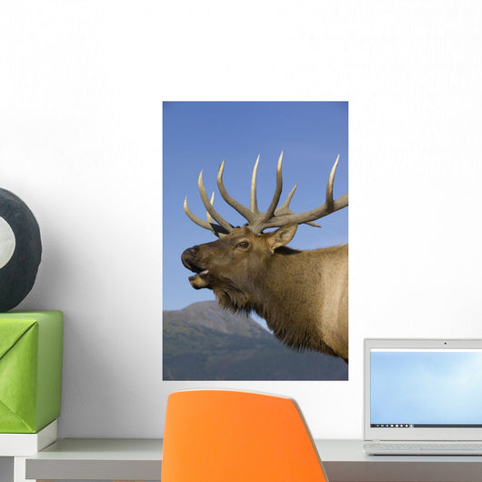 Close Up View Of A Rocky Mountain Bull Elk Bugling Wall Mural