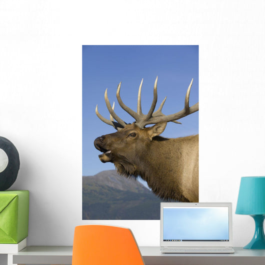 Close Up View Of A Rocky Mountain Bull Elk Bugling Wall Mural
