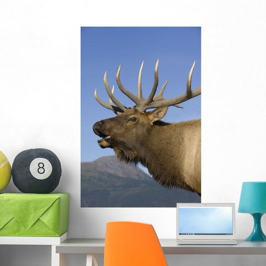 Close Up View Of A Rocky Mountain Bull Elk Bugling Wall Mural