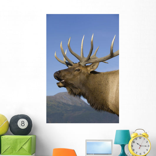 Close Up View Of A Rocky Mountain Bull Elk Bugling Wall Mural