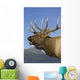 Close Up View Of A Rocky Mountain Bull Elk Bugling Wall Mural